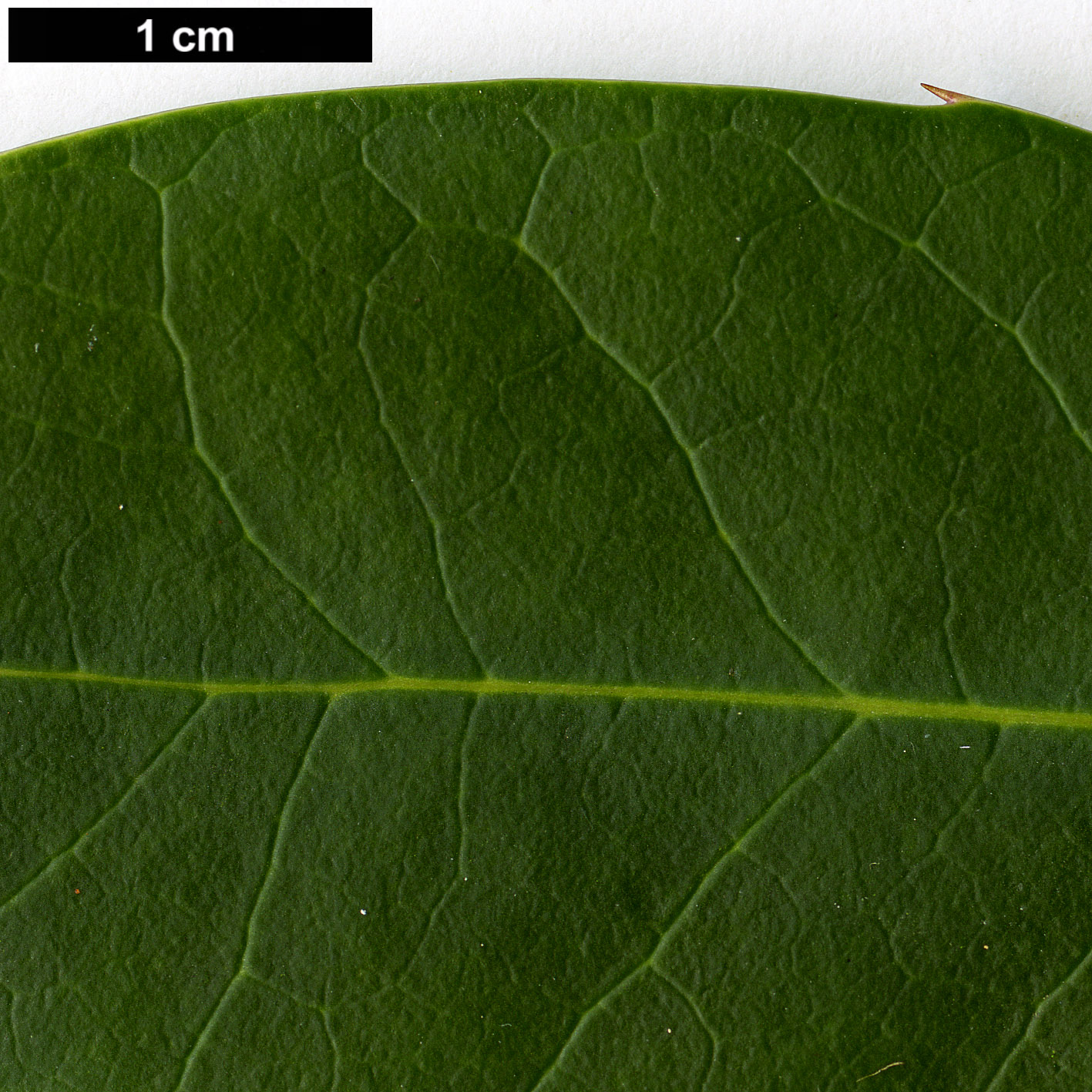 High resolution image: Family: Aquifoliaceae - Genus: Ilex - Taxon: ×beanii (I.aquifolium × I.dipyrena)